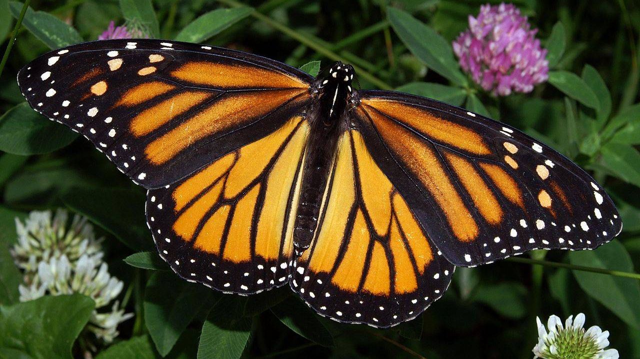 Бабочка-монарх (Danaus plexippus)