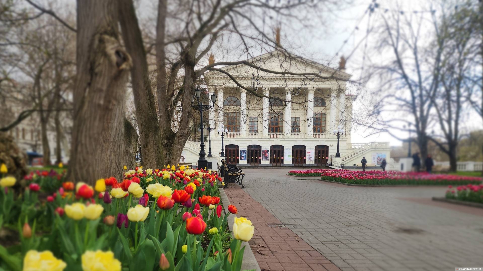 Тюльпаны у театра Луначарского. Севастополь 
