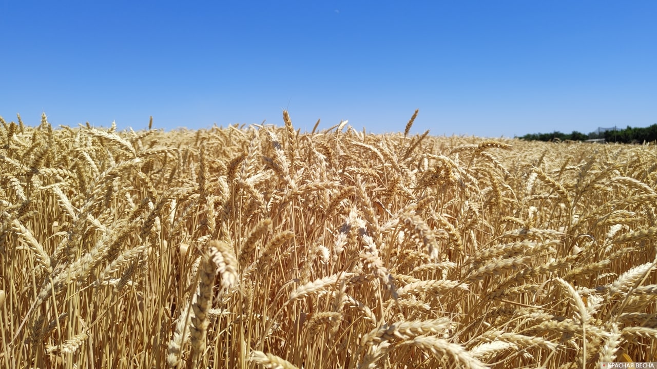Пшеница, поле, зерно