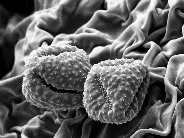 Пыльцевые зерна (электронная микрофотография)