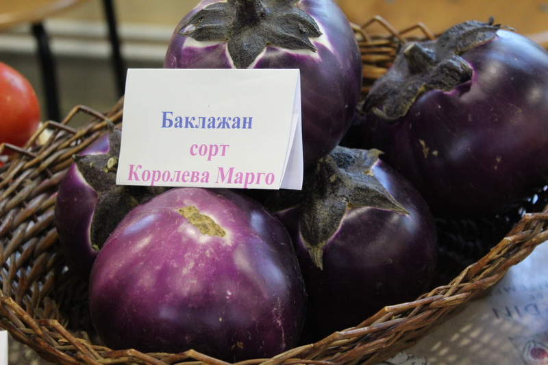 Приднестровский НИИ сельского хозяйства вывел новые гибриды баклажанов