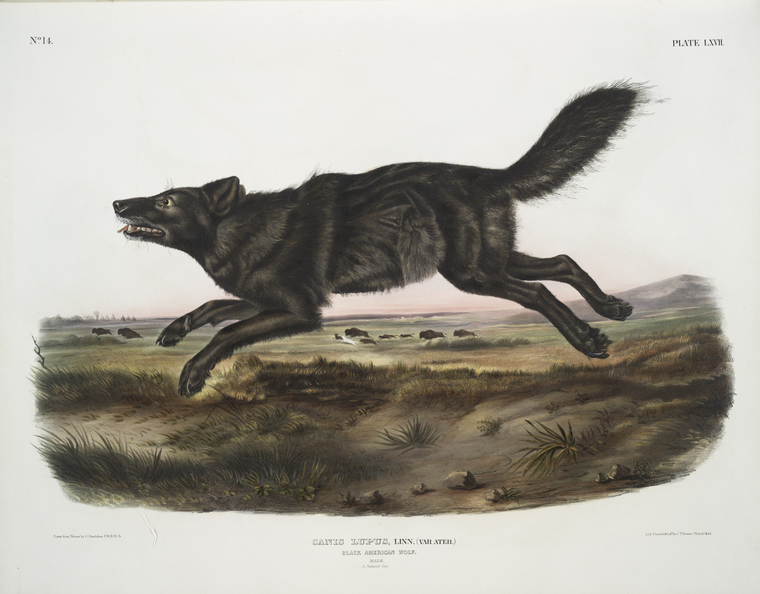 Флоридский чёрный волк. Джон Джеймс Одюбон 1785-1851