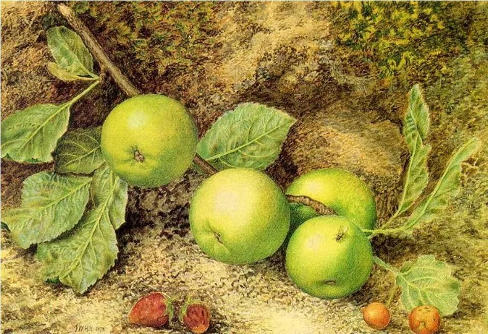 Джон Уильям Хилл. Зеленые яблоки. XIX