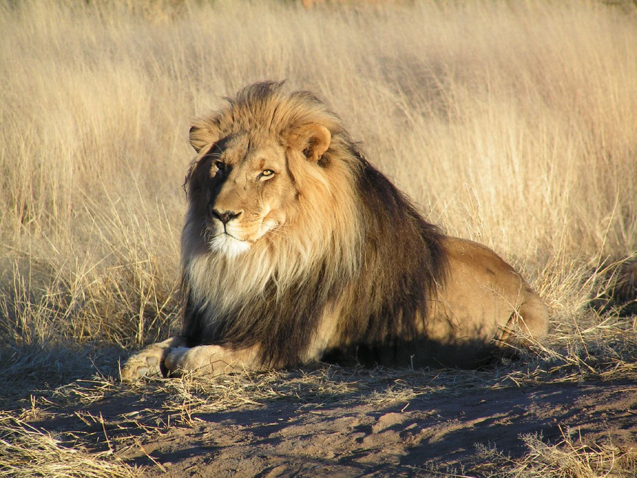 Лев в Намибии