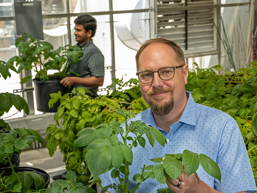 Дилан Косма готовится собрать исследовательский урожай картофеля в Университете Невады