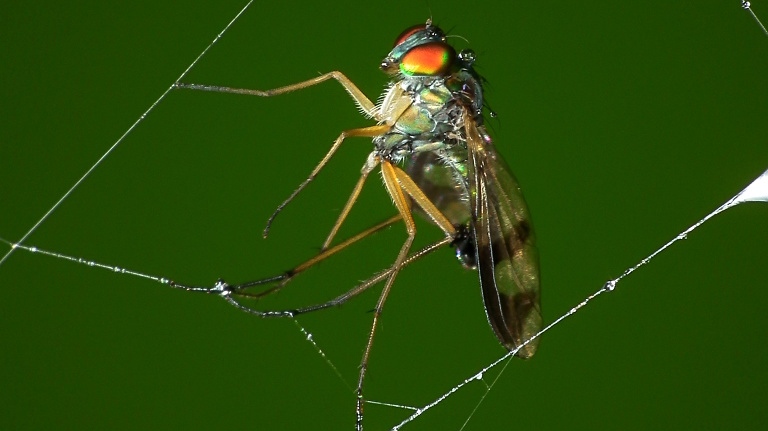 Муха в паутине