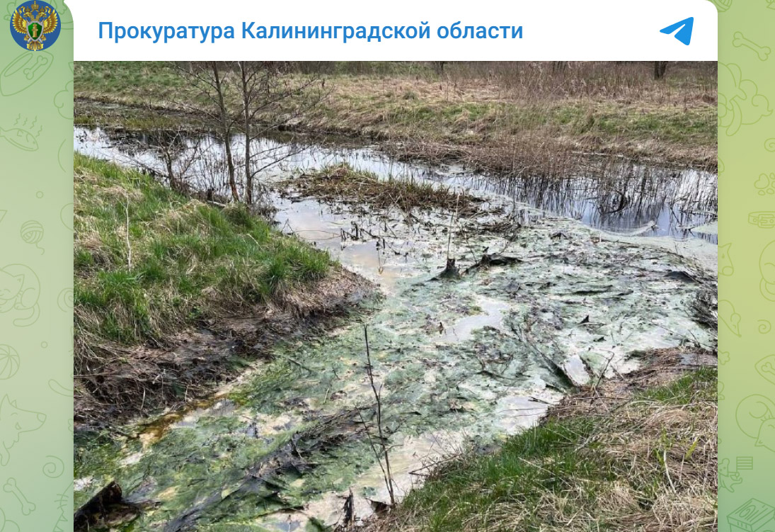 Канал Глубокий в Славском районе Калининградской области, в котором жители обнаружили мертвых рыб
