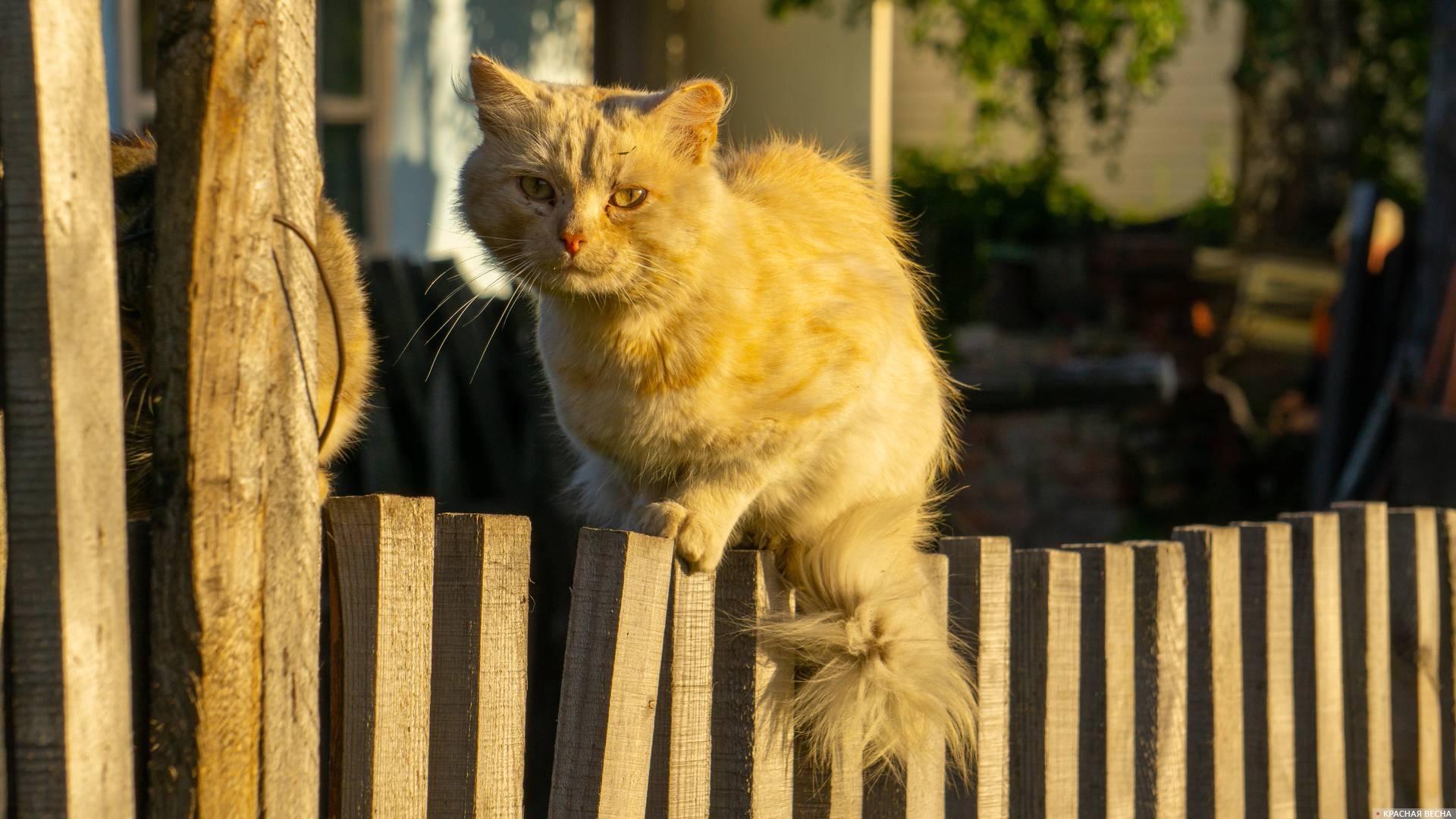 Грустный кот на деревянном заборе