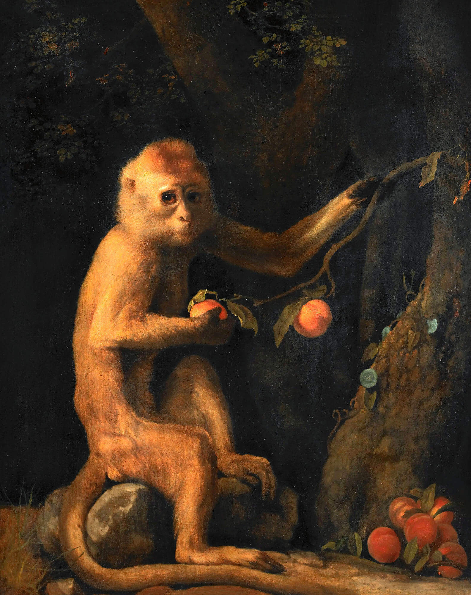 Джордж Стаббс. Зеленая обезьянка. 1774