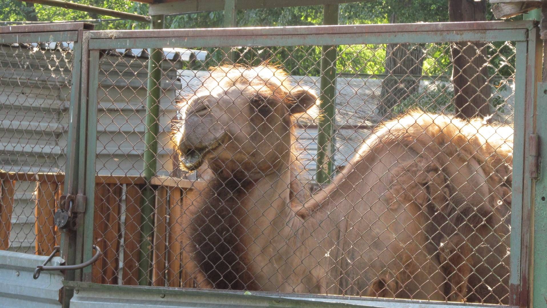 Верблюд в пермском зоопарке