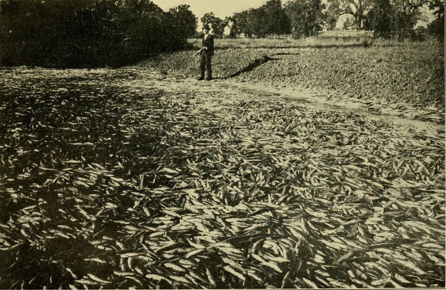 Чарльз Фредерик Холдер, Дэвид Старр Джордан. Замор рыбы. 1909