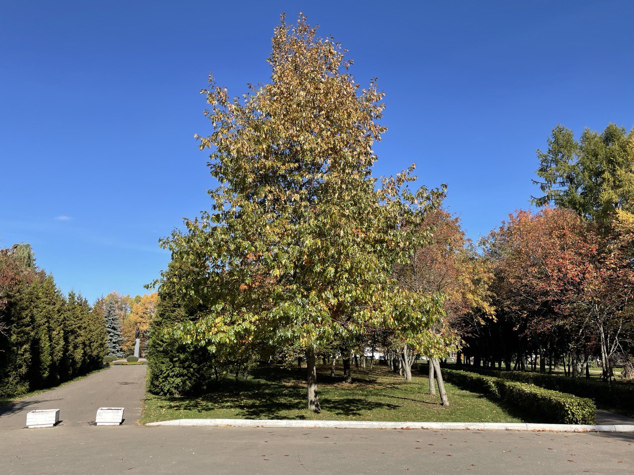 Деревья осенью в Мемориальном парке. Коломна