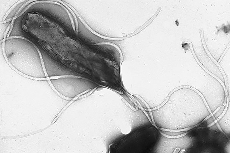 Бактерия Helicobacter pylori