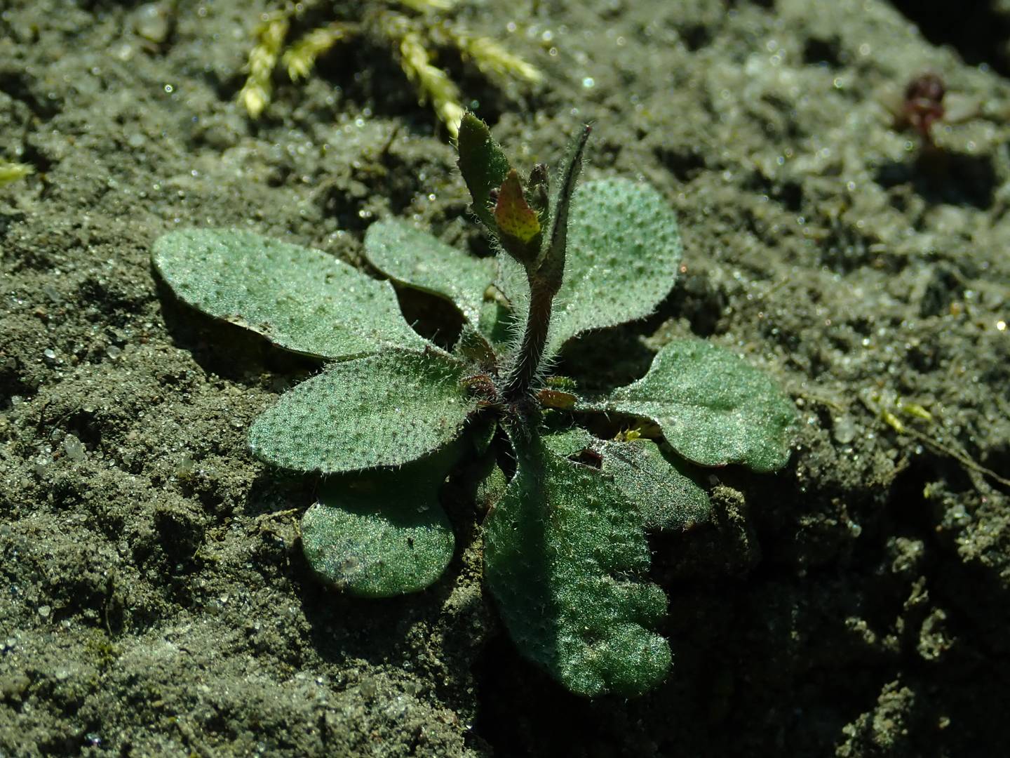 Arabidopsis (Резуховидка Таля)