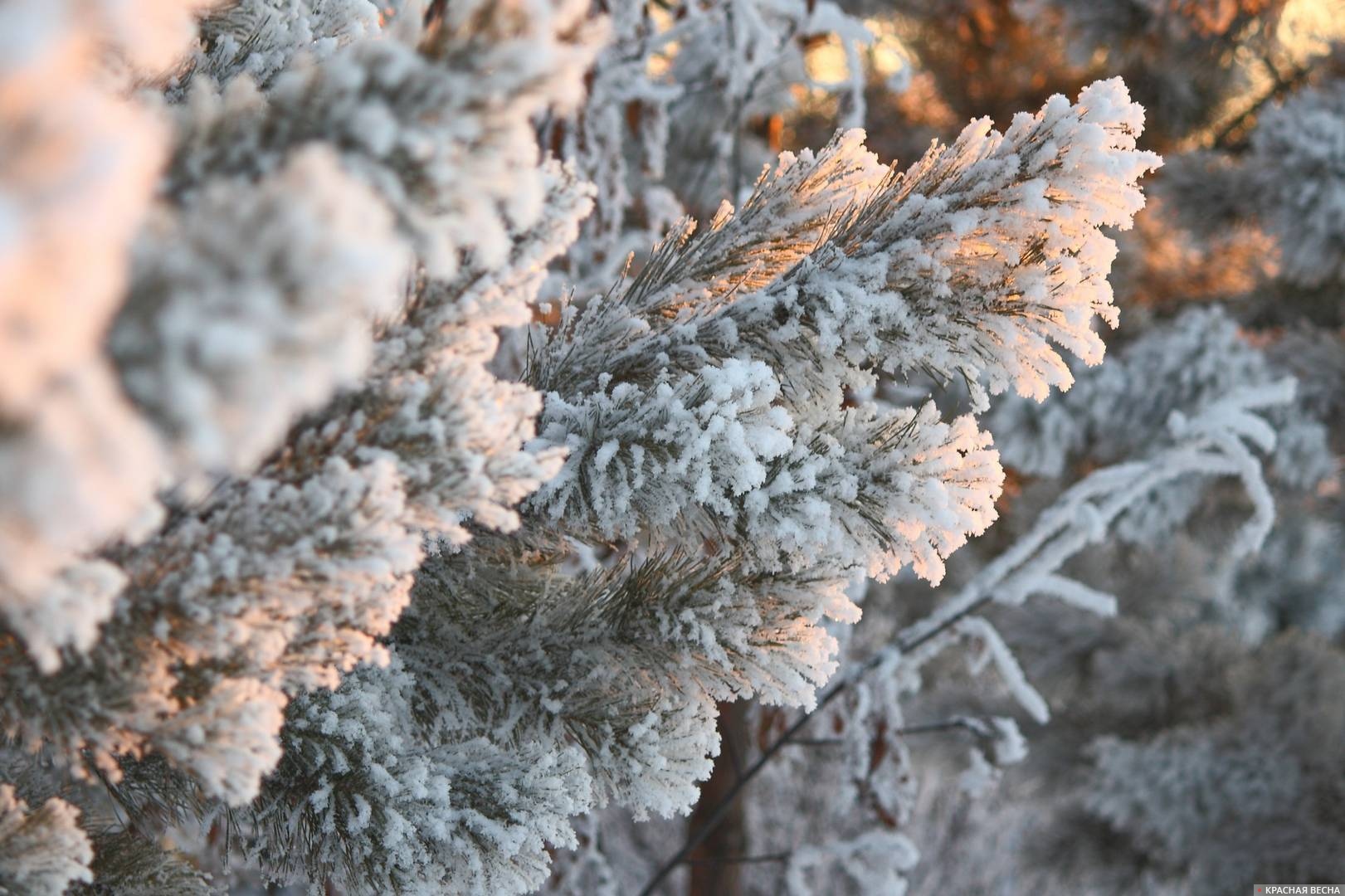 Сосновые ветки в снегу