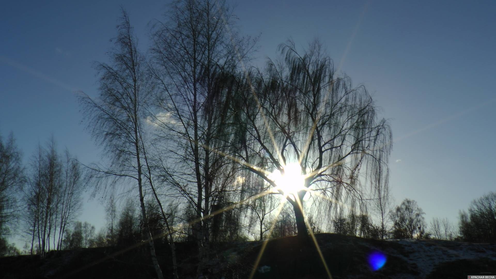 Заходящее зимнее солнце в ветвях березы
