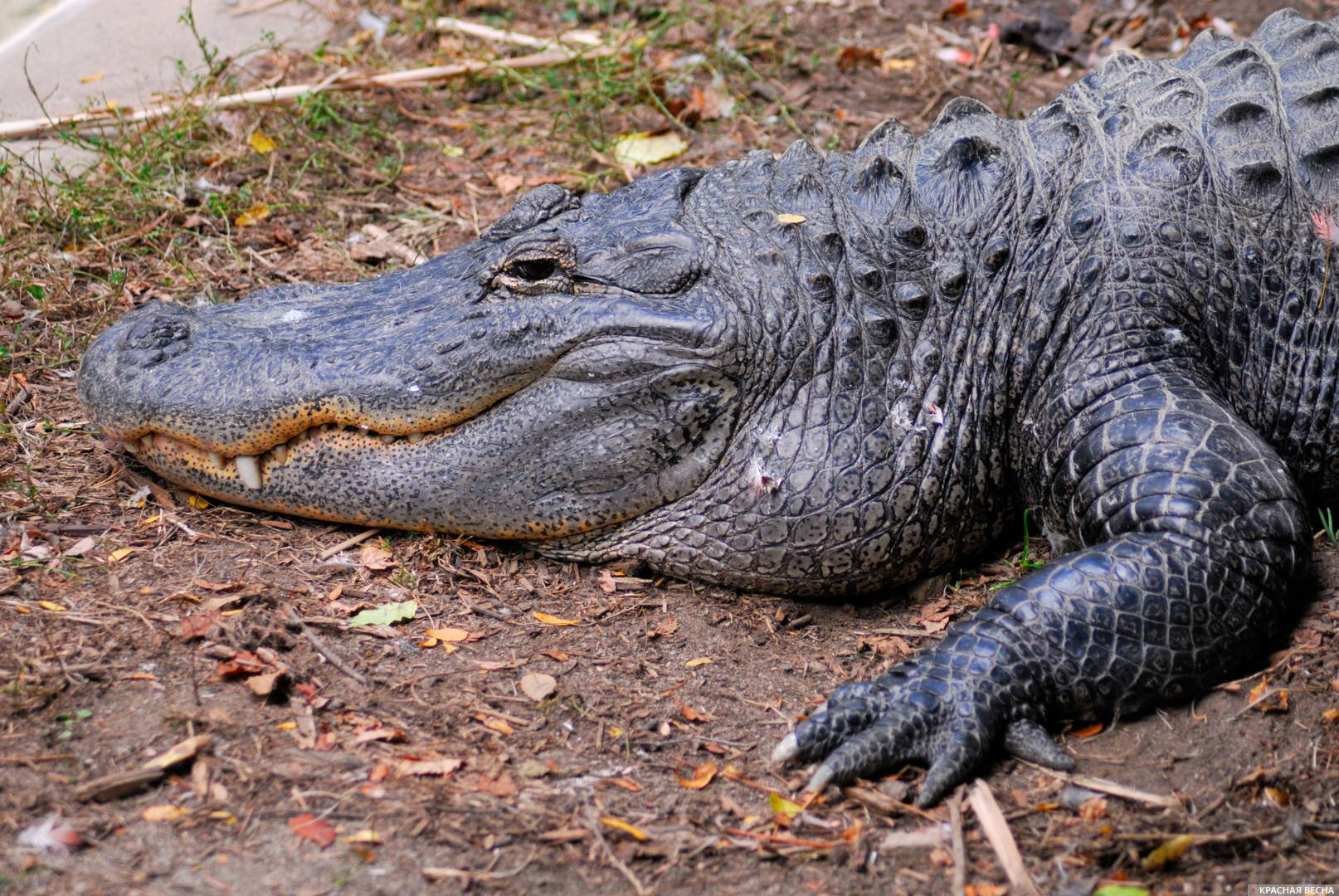 Малазийский крокодил