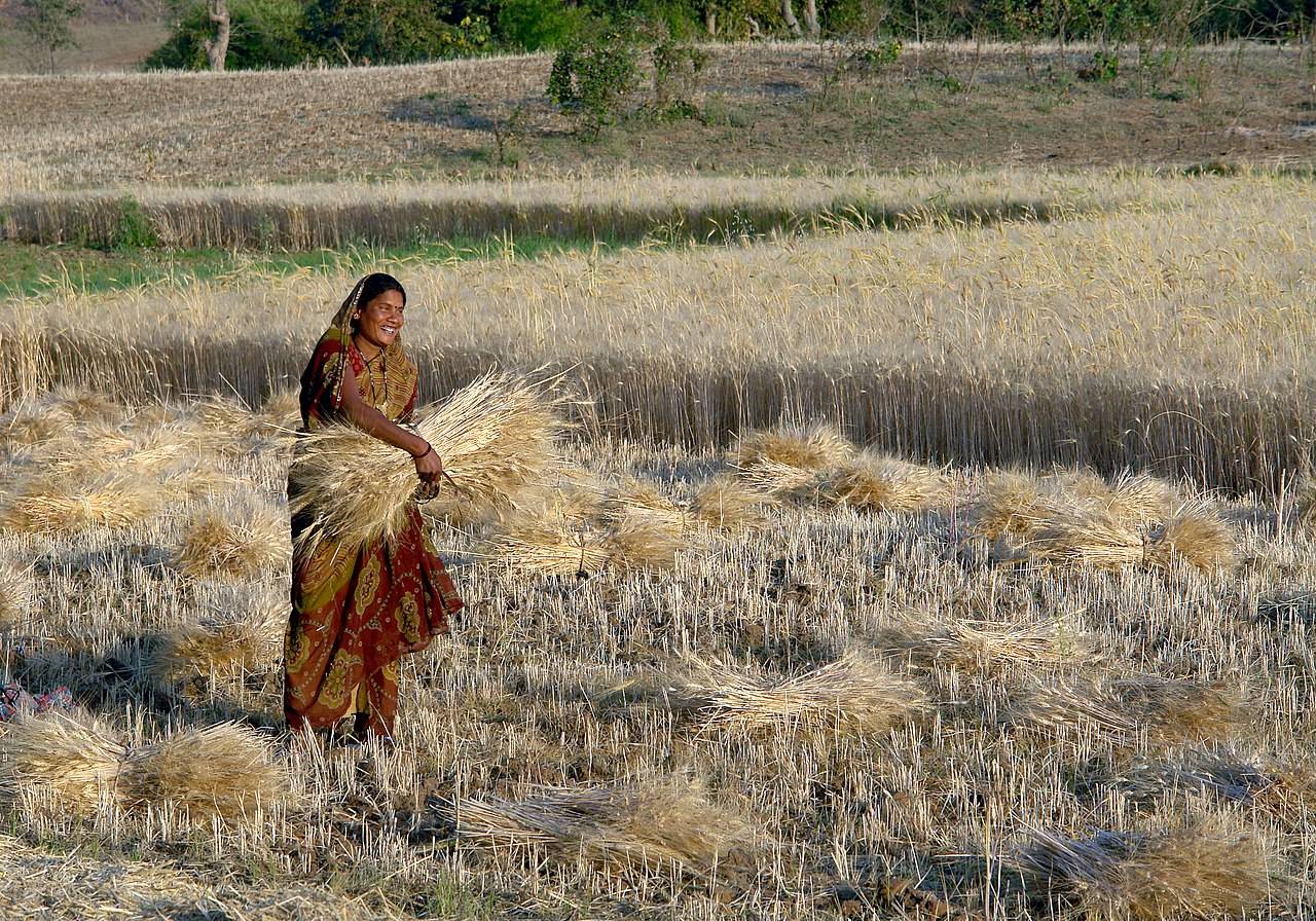 Прогноз урожая пшеницы в Индии резко снизился из-за жары