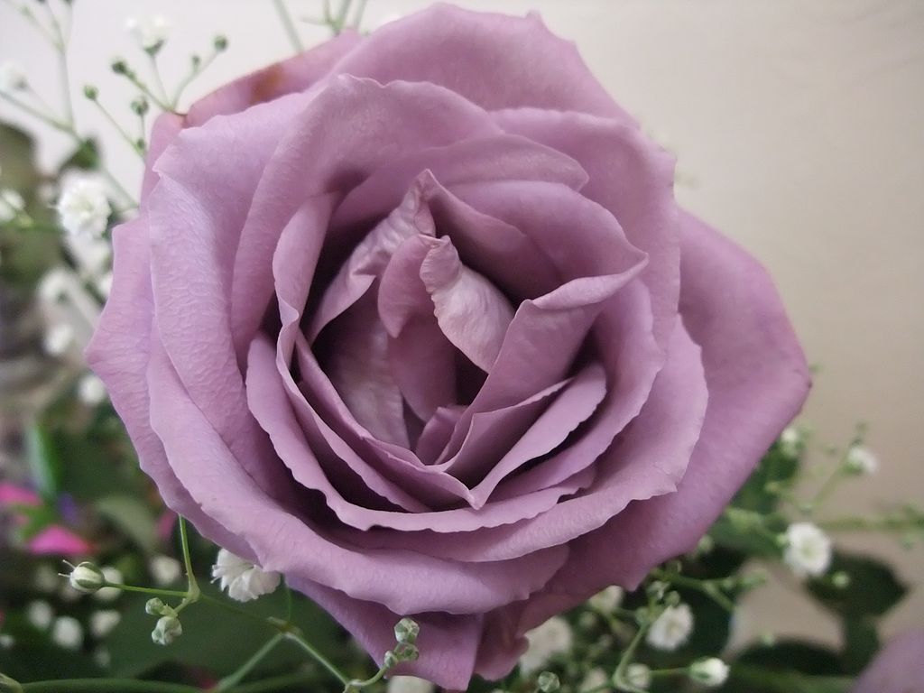 Генетически модифицированная роза создана в 2004 году