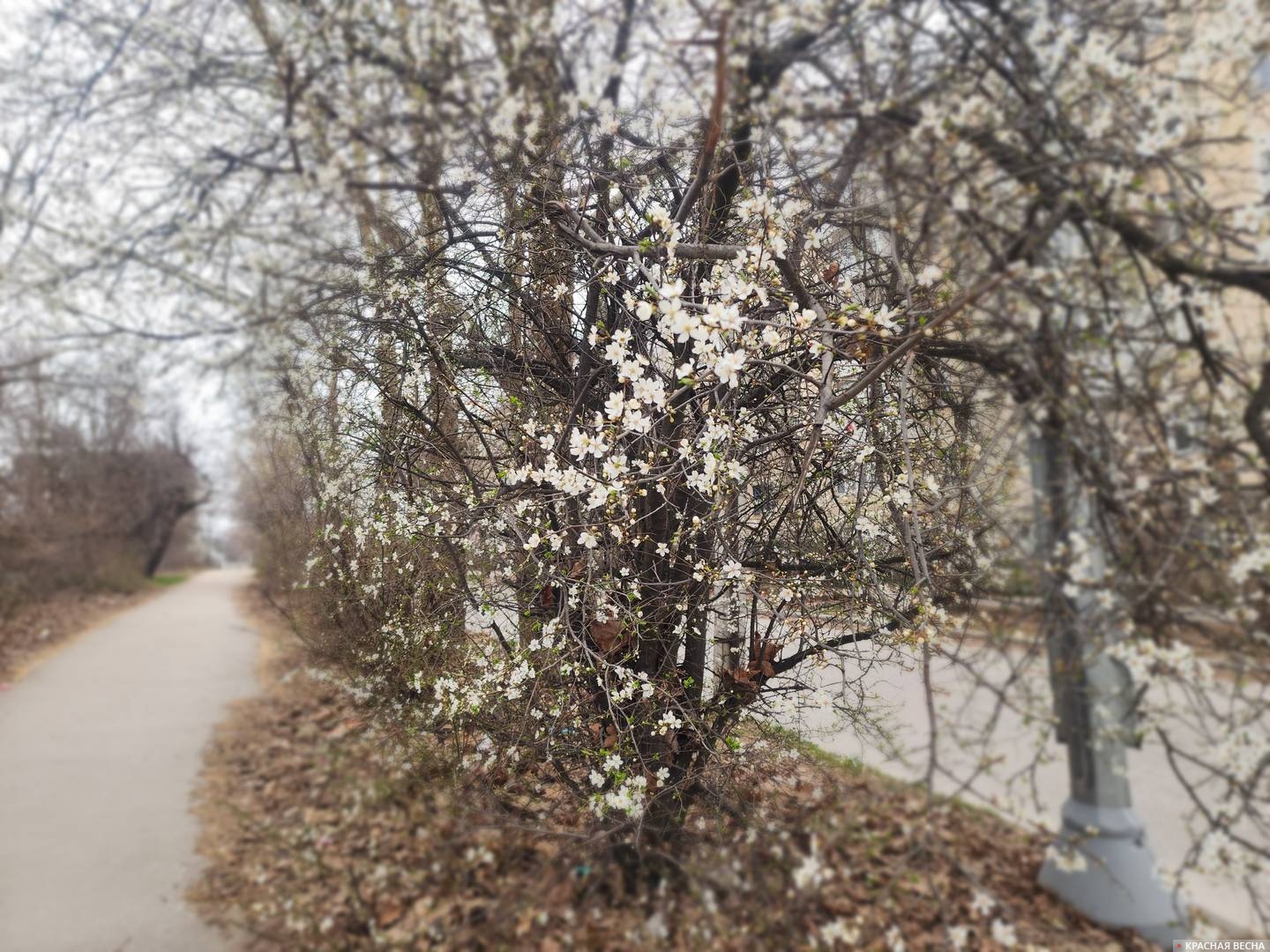 Цветущая вишня 