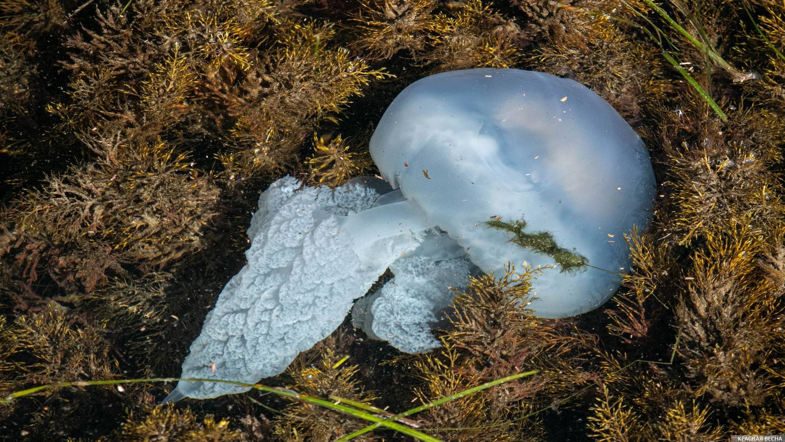 Медуза в воде. Керчь, Крым