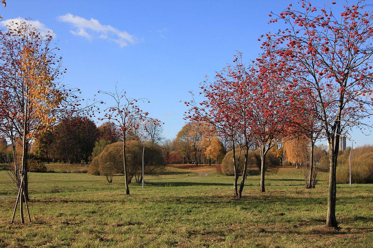 Муринский парк осенью