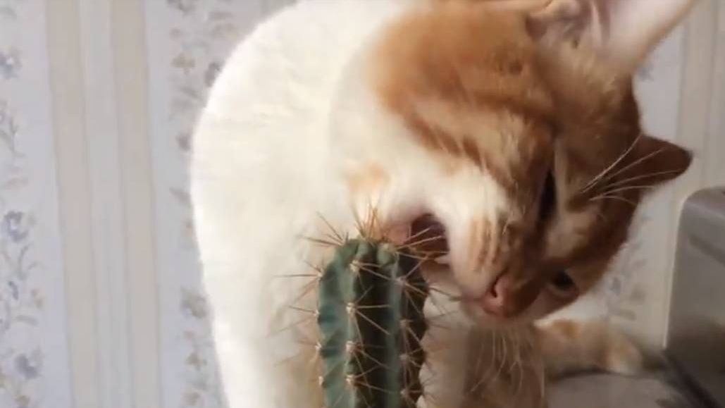 Кот пытается есть кактус