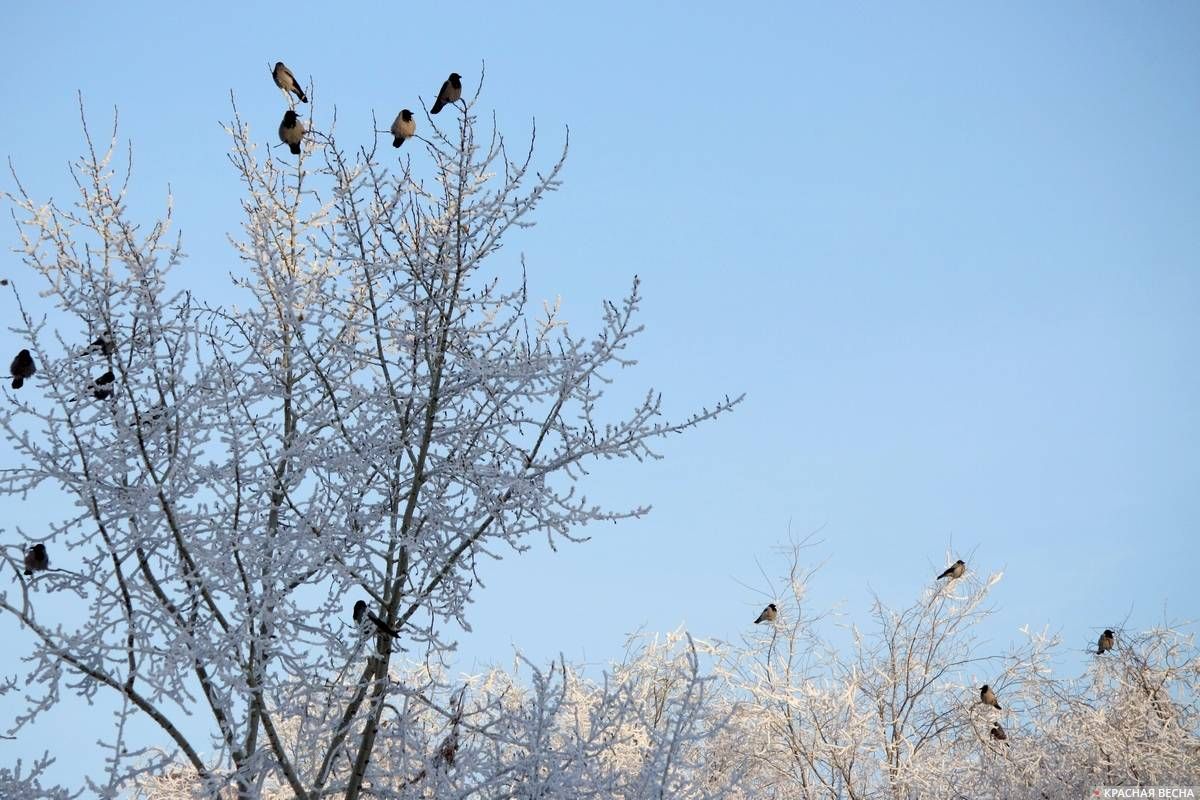 Птицы на деревьях