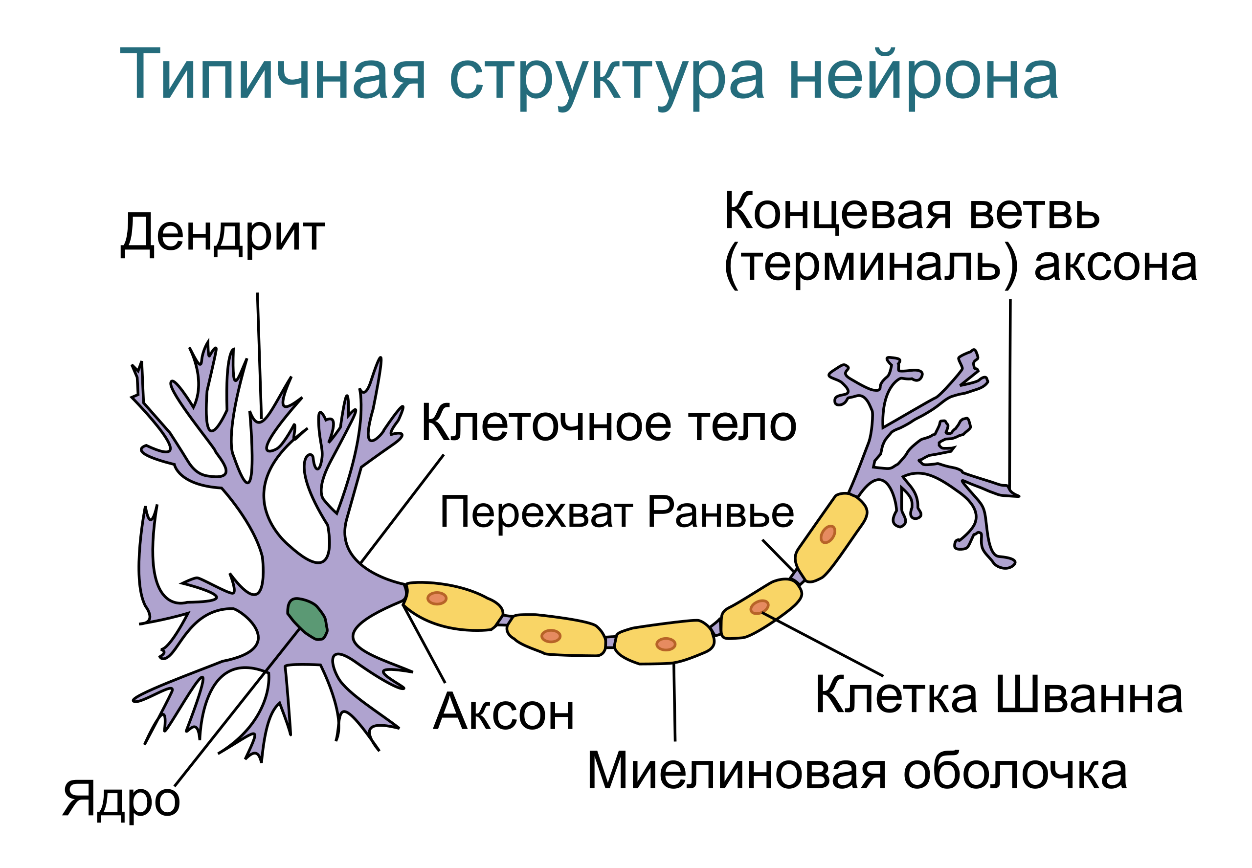 На рисунке цифрой 1 обозначен аксон