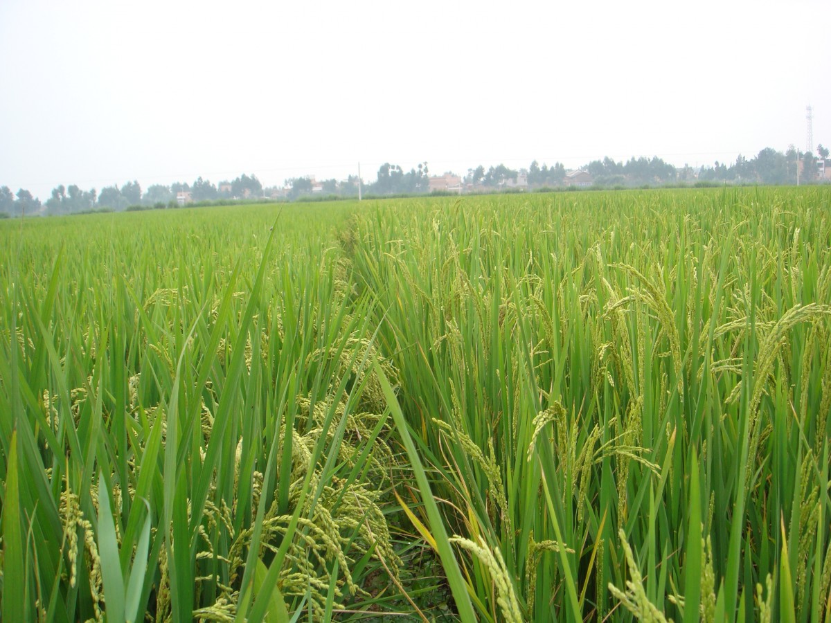 Рисовое поле