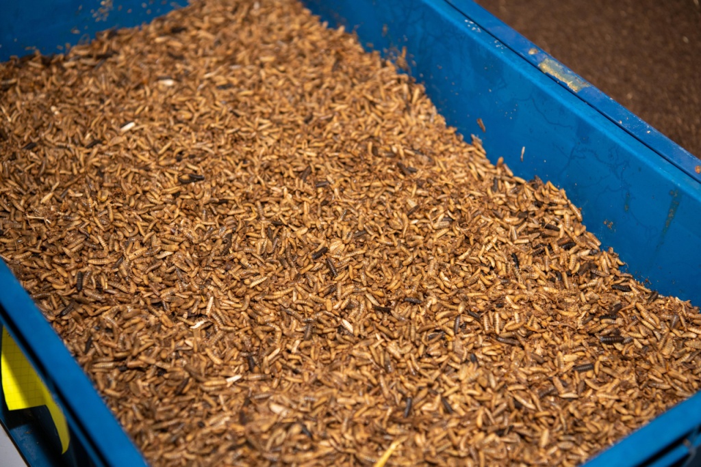 Личинки мухи Черная Львинка, используемые в качестве кормового белка