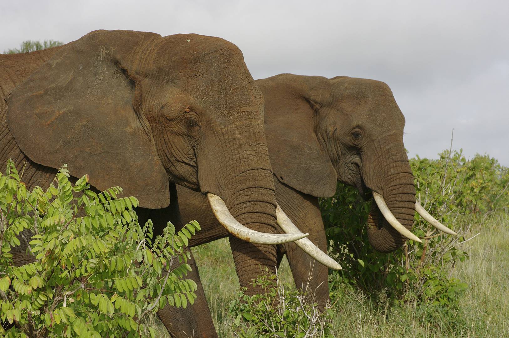 Бивни африканских слонов