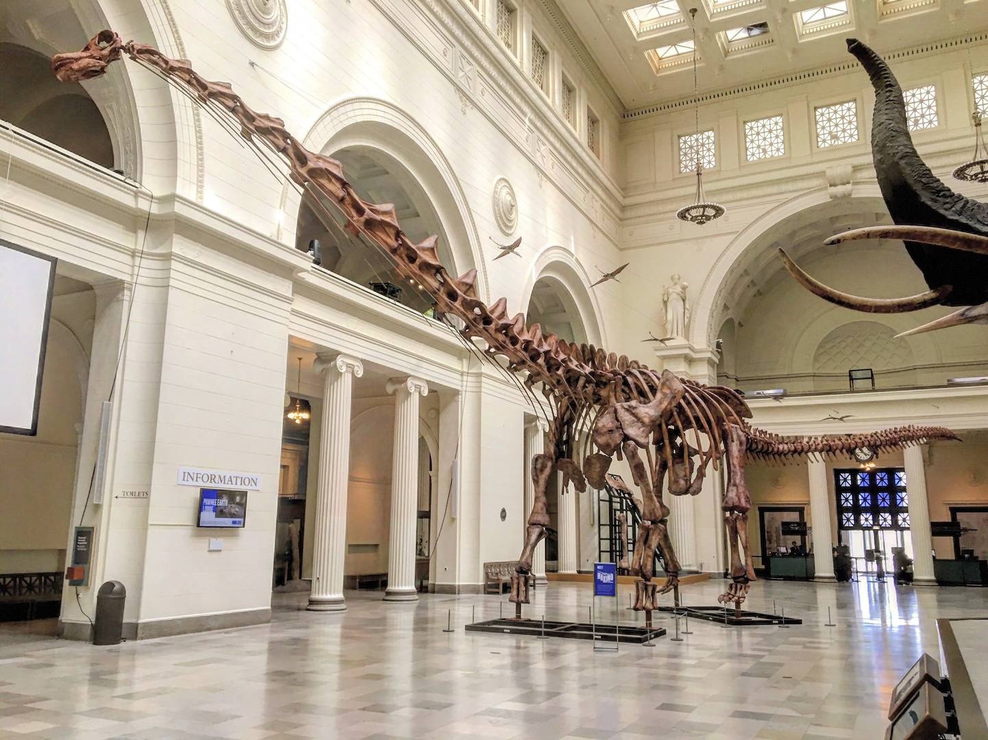 Скелет Титанозавра (Полевой музей естественной истории, Чикаго, США)