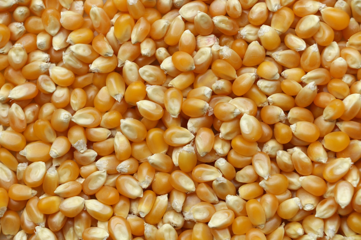 Власти Боливии пригрозили уголовными делами за сокрытие кукурузы
