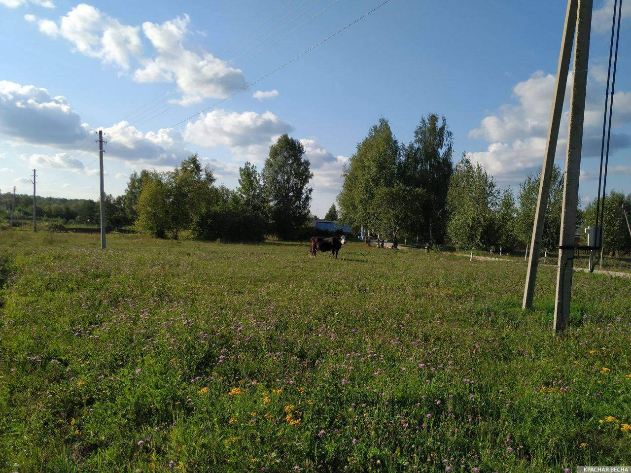 Корова на лугу в селе Ёлнать