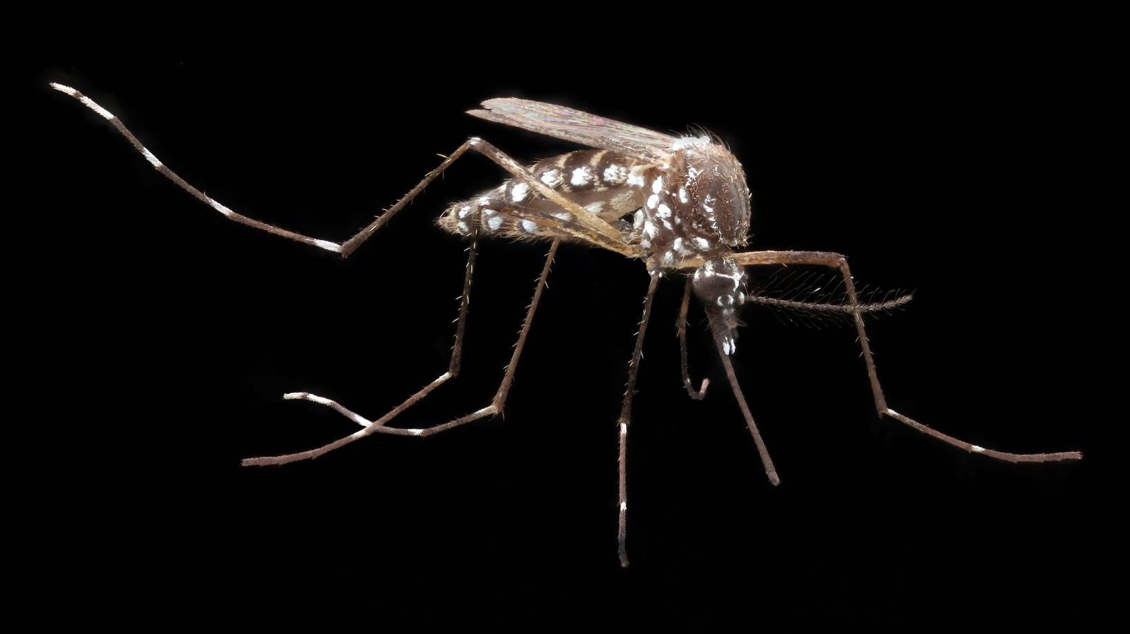 Жёлтолихорадочный комар