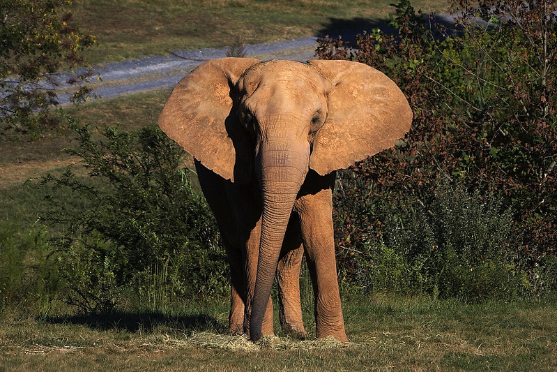 Африканский слон 