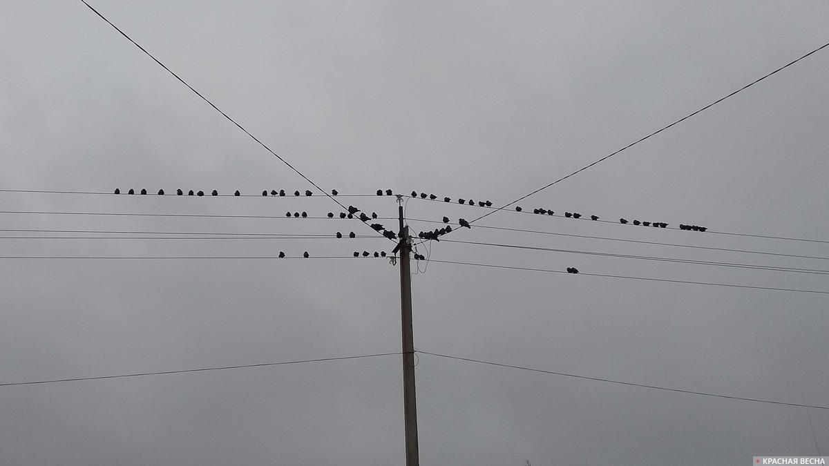Птицы на проводах