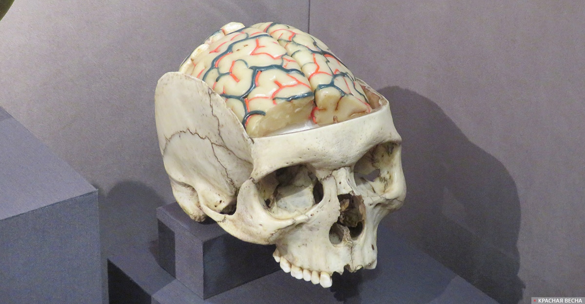 Модель головного мозга