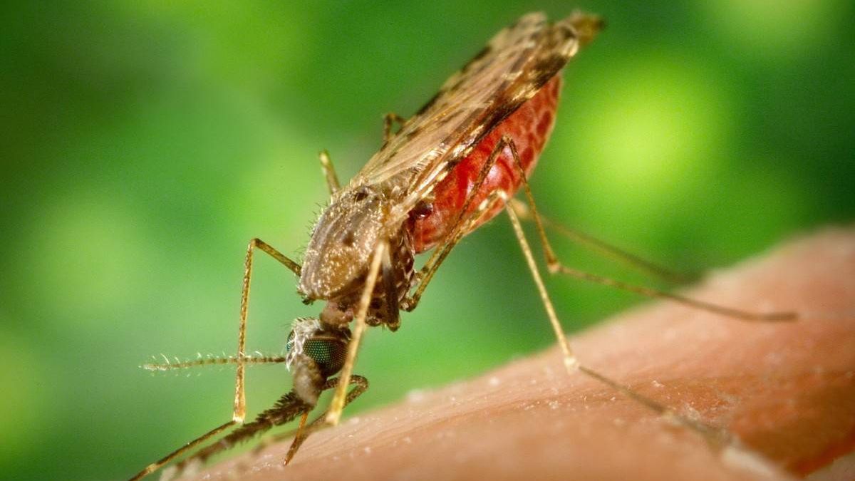 Комар - разносчик малярии