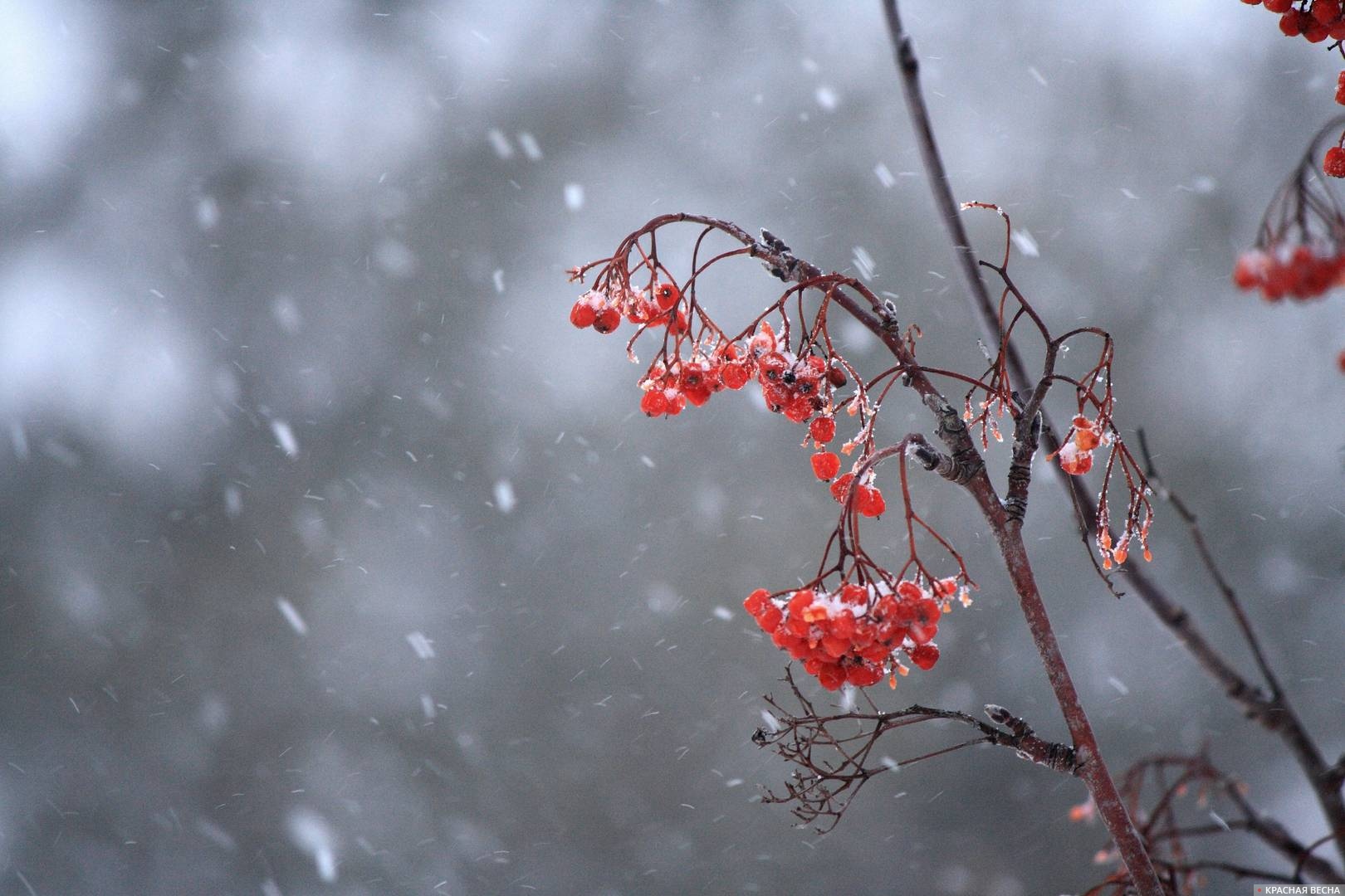Зимняя рябиня