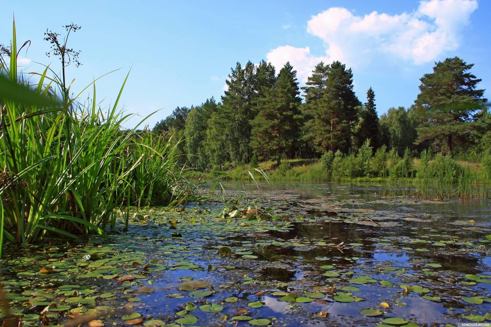 Подмосковные водоемы. Прозрачные водоемы Подмосковья. Уход за водоемами. Самолет в водоеме Подмосковье. В Подмосковье в водоеме лежит корабль.