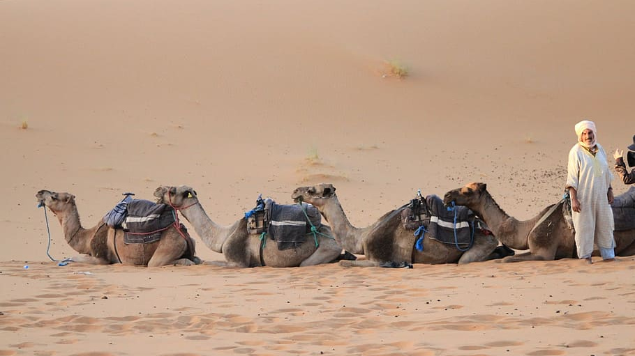 Караван в пустыне Сахара