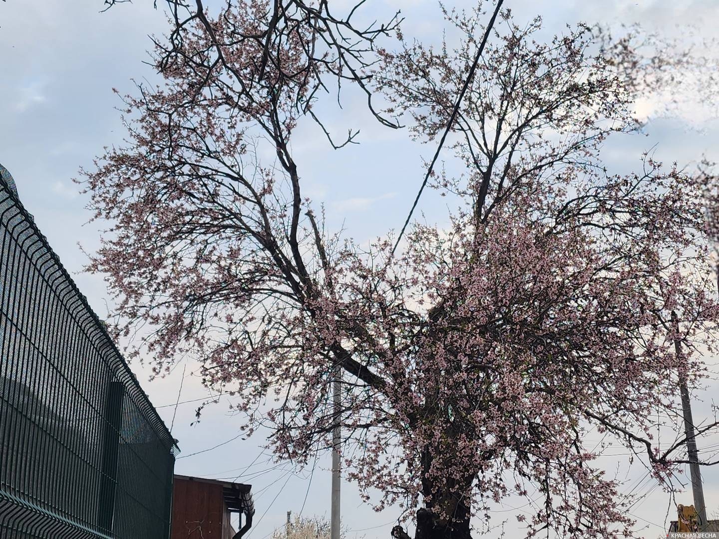 Цветущий абрикос 