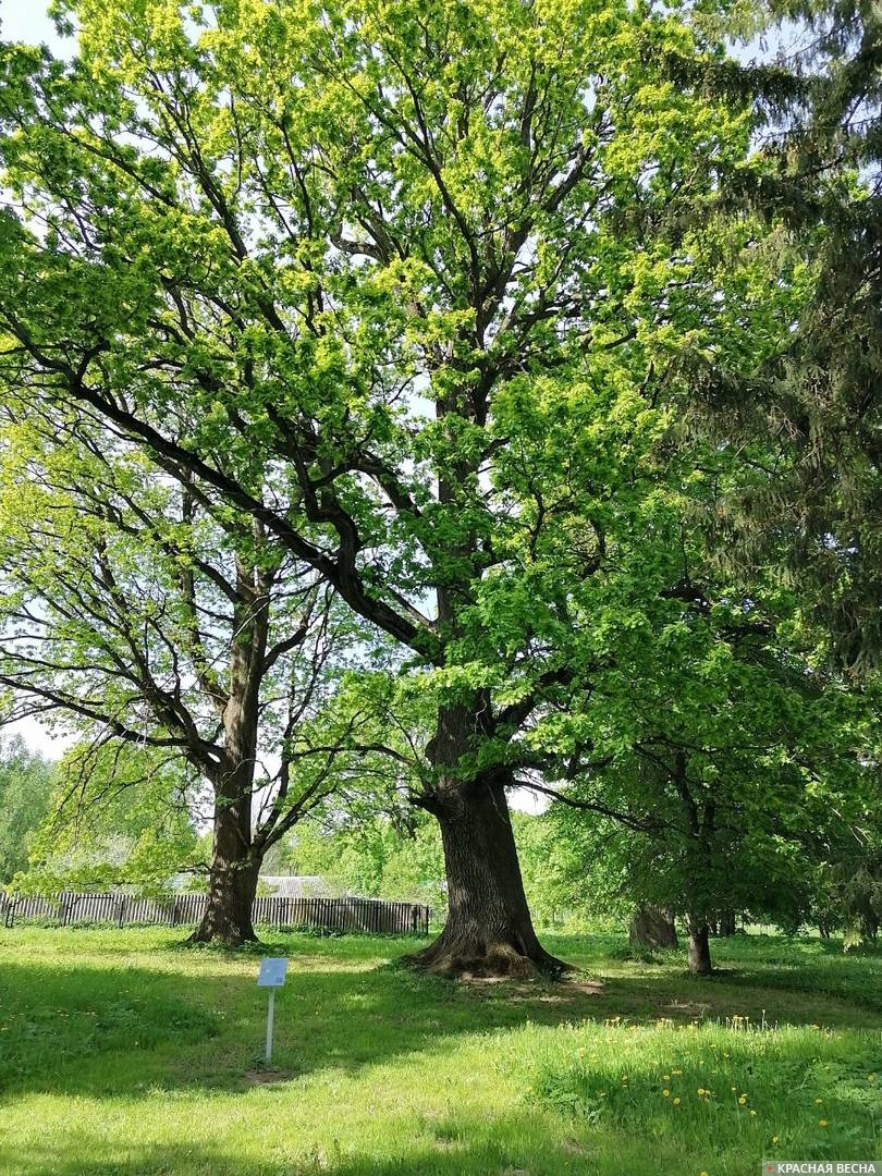 Деревья возле усадьбы Александра Грибоедова. Вяземский район, Смоленская область