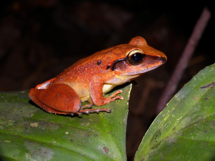 фото: красная лягушка (dendrobates pumilio)