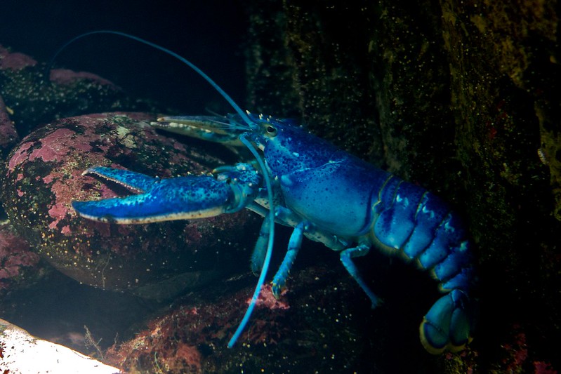 Уникальный голубой омар второй раз попал в сеть к ирландскому рыбаку | ИА  Красная Весна