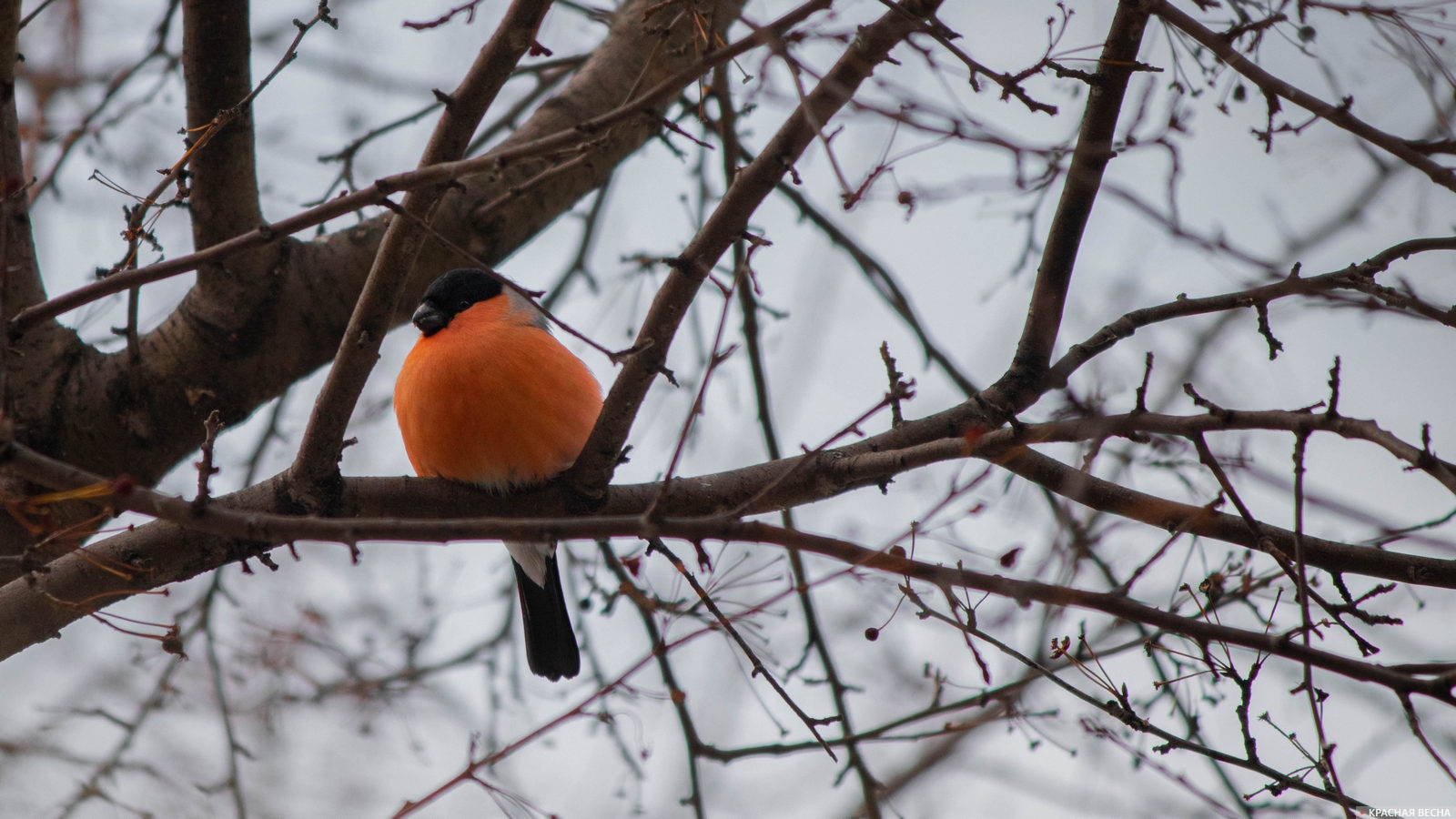 В Новосибирске замечены снегири, страдающие ожирением | ИА Красная Весна
