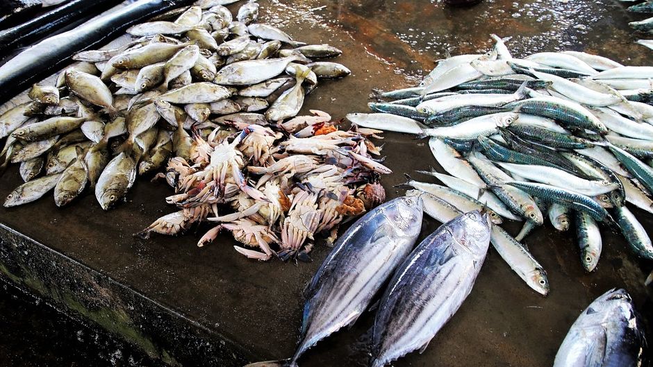 В Норвегии в мае зафиксирован резкий рост экспорта морепродуктов