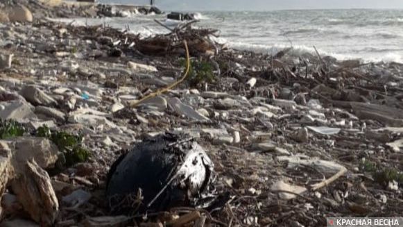 Мертвая птица на берегу моря в Новороссийске